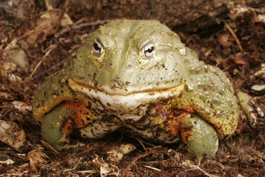 African Bullfrog (Pyxicephalus adsperus). Also known as the Pixie Frog.