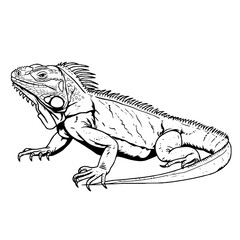 Obraz premium iguana vector illustration SVG