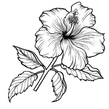 Flor de Maga illustration, Puerto Rico flower SVG  