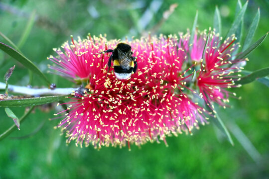 CALISTEMO ROSA FLOR MARAVILLOSA JARDIN GARDEN PRIMAVERA FLORIDO ABEJA ABEJORRO
