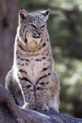 bobcat portrait