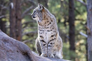 bobcat in the woods