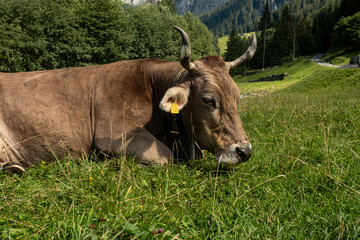 Brown grazing cow. Cows at field. Cow closeup. Grazing cow at green pasture. Countryside landscape and pasture for cows. Cow herd in the countryside. Cows on farmland. Milk farm.