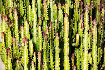 Fototapeta premium Cactus pattern. Cactus plants. Green cactus background. Cactus or Cacti Plants. Background succulent plant with spines. Green thorn succulent. Cacti in desert.