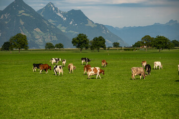 Cows grazing on a summer day on a meadow. Cow on field. Cow grazing on green meadow. Cows grazing on farmland. Cattle pasture in a green field. Cows in a field on a Cattle farm. Organic milk from © Korneliia