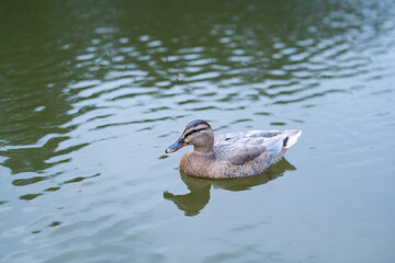 Duck in water. Duck bird. Livestock countryside animals. Poultry dairy farm. Nature wildlife. Mallard duck in lake. Duck swim in water.