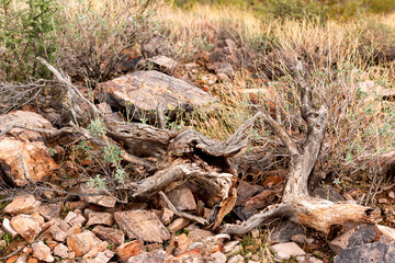 Detail view of rocks, plants and decaying dead tree