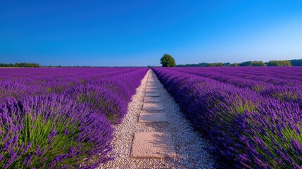 Obraz premium A serene lavender field stretches under a clear blue sky, featuring a gravel path leading to a solitary tree in the distance.
