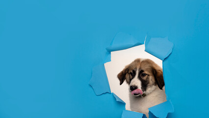 Funny dog background. Puppy Dog. Pet store advertising. Advertising and copy space for advertising,...