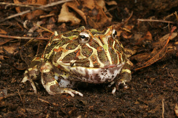 Argentine Horned Frog (Ceratophrys ornata). Also known as the Pacman Frog.