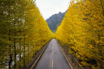 road in autumn forest