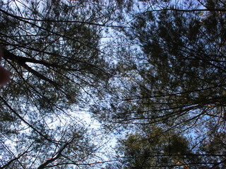 Bottom view of tree branches with blue sky in the background. 