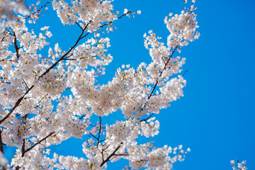 White cherry blossom. Blossom flowers of cherrytree. Spring background with blossom trees. Spring bloom. Blossom white flower.