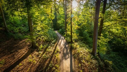 Obraz premium A hidden path invites exploration and wonder. 