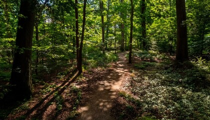 Fototapeta premium Leaves crunch softly beneath your feet. 