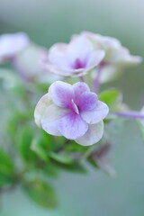 秋の花壇に咲く薄紫のヤマアジサイ
