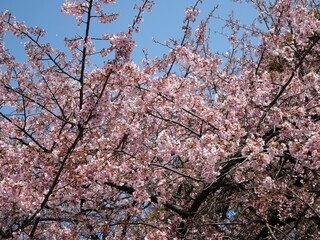 桜の枝