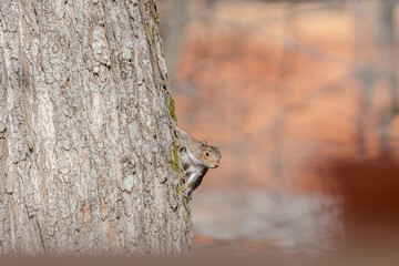 squirrel sneaking on a tree