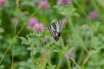 Zebra swallowtail butterfly on a flower