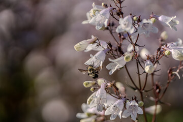 Foxglove beardtongue blossom in spring