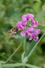 Silver-spotted skipper on Sweet pea flower