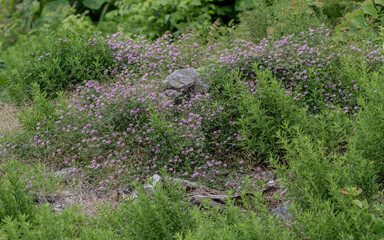 wildflower meadows