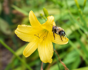 Bee on Yellow Flower
