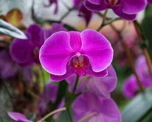Purple Orchid