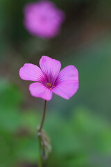 Fototapeta premium 秋の訪れを告げるピンクのイモカタバミ