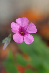 野に咲くメルヘンチックなイモカタバミ