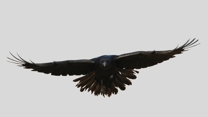 Black raven isolated on white background, crow cutout in empty backdrop