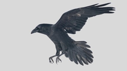 Black raven isolated on white background, crow cutout in empty backdrop