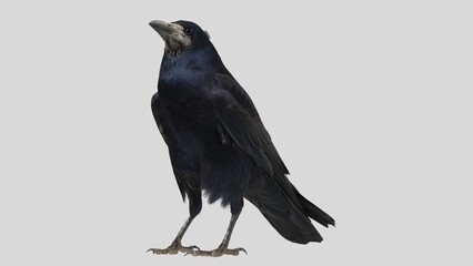 Black raven isolated on white background, crow cutout in empty backdrop