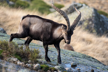 Male mounts in the Gredos mountain