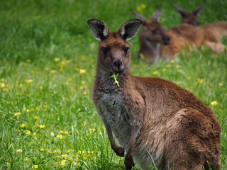 Kangaroo Eating