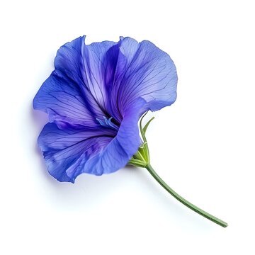 recommend clip art: Blue Butterfly Pea Isolated on White Background. Beautiful Butterfly Pea Flower