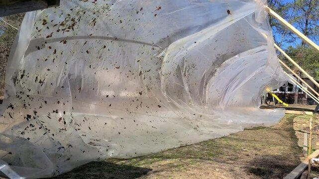 Giant translucent plastic foil flutters in warm sunny and windy day drying on open air after dismantling it from home made ice rink where was used as liner