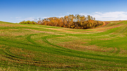 Harvested farm fields with a swirly, wavy pattern and little woods in the middle