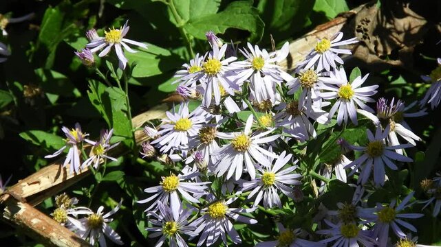 [4K] Nokongiku (Aster microcephalus) Wildflowers in Late Autumn: Pale Purple Daisies in Aomori Field 【4K】晩秋の山野に咲き誇るノコンギク：秋晴れの下で揺れる淡い紫の野菊と自然風景素材 撮影日：20241005-1