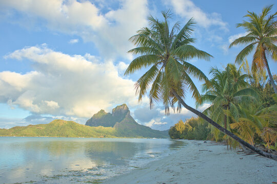 A view of a mountain, calm lagoon and a palm tree hanging above the beach