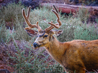 A close up of a Mule Deer about to chomp down on some woody twigs.