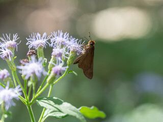 A butterfly on a plant with purple flowers in a summer garden.