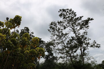 assorted trees against cloudy gray (grey) sky