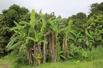 lush bright light green leaves of banana trees against dark green forest under gray (grey) cloudy...