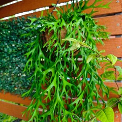 Beautiful red flower with green leaves and dew drops close up