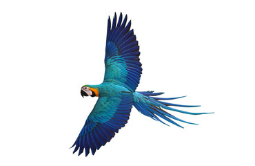 Colorful flying Blue and Gold Macaw parrot isolated on transparent background png file
