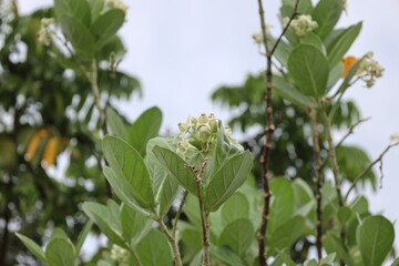 close-up macro light green buds above veined medium green leaves