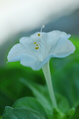 Fototapeta premium 緑の背景に映えるオシロイバナ