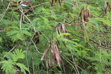 close-up long slender brown green seed pods hanging from tree branches