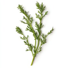 Fototapeta premium Wormwoos Plant Leaf, Generative AI